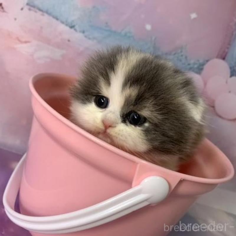 販売中の大阪府のスコティッシュフォールド(折れ耳)-135598の5枚目