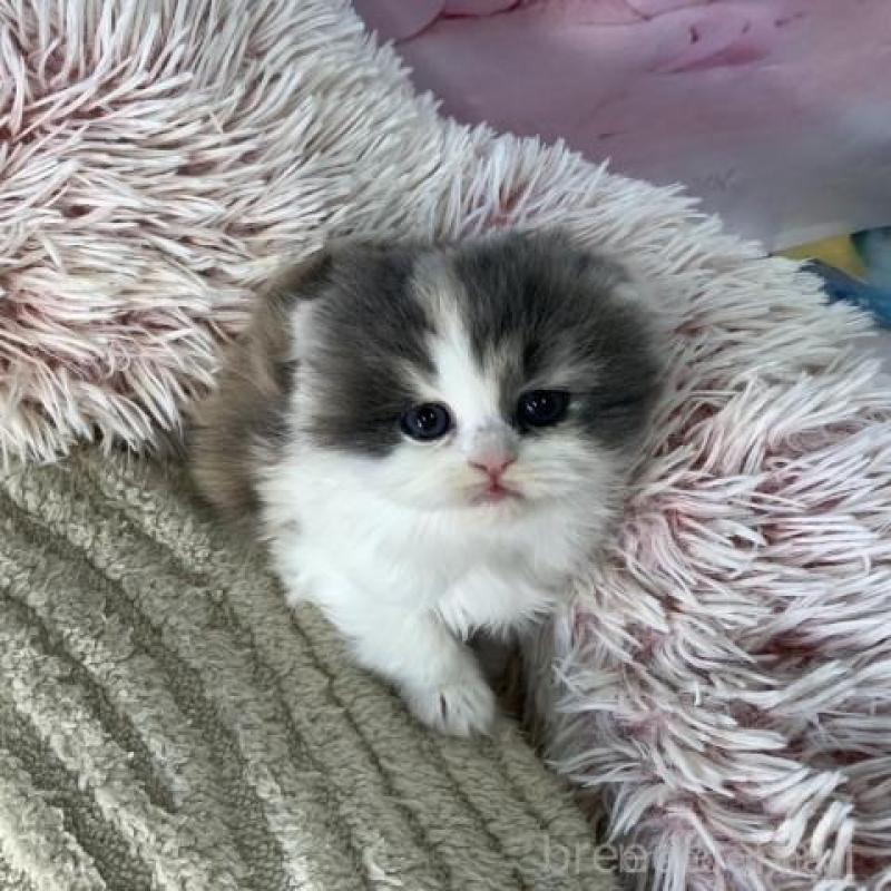 販売中の大阪府のスコティッシュフォールド(折れ耳)-135598の3枚目