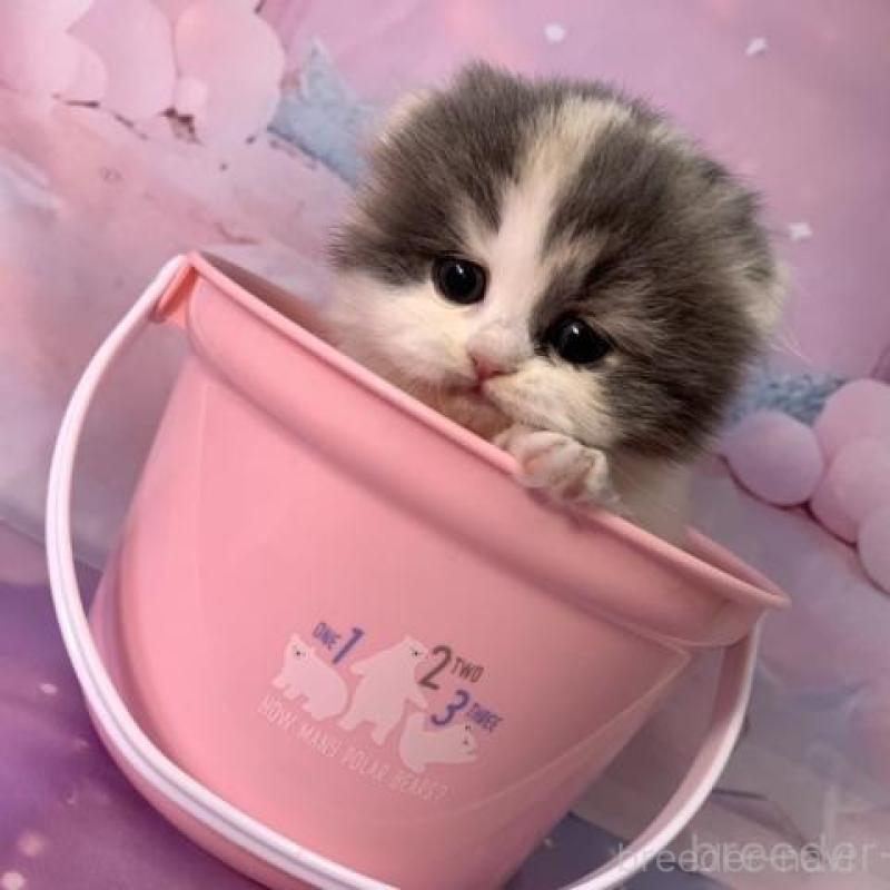 販売中の大阪府のスコティッシュフォールド(折れ耳)-135598の2枚目