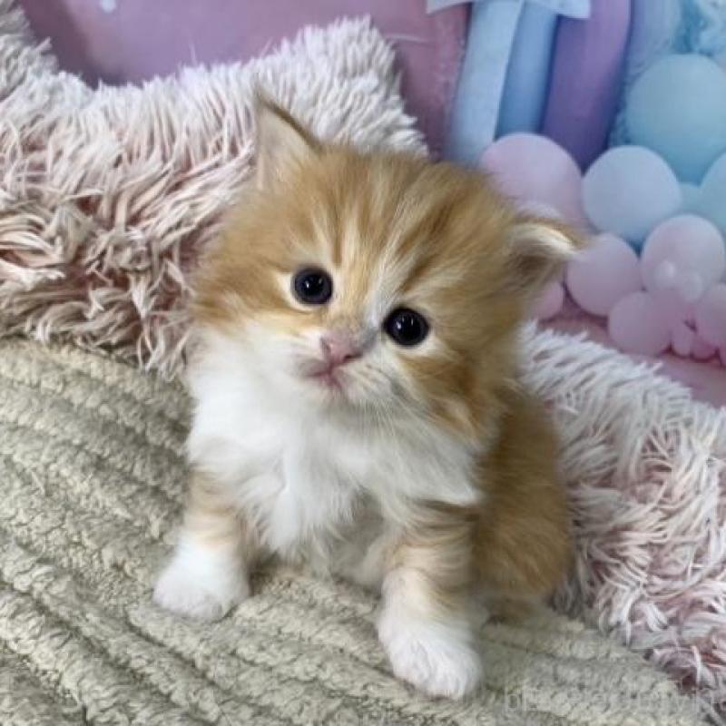 販売中の大阪府のスコティッシュフォールド-135599の6枚目