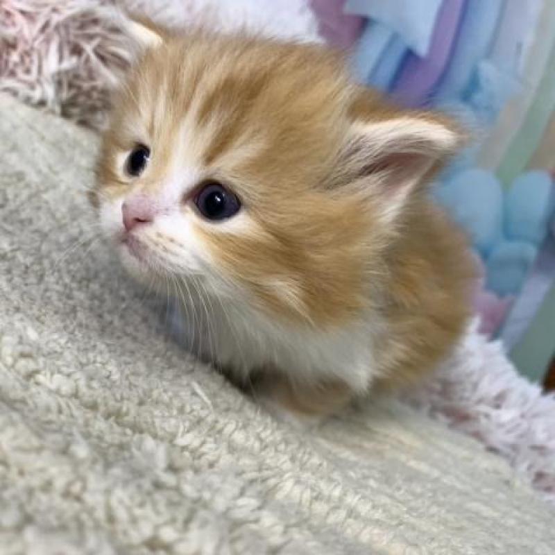 販売中の大阪府のスコティッシュフォールド-135599の5枚目