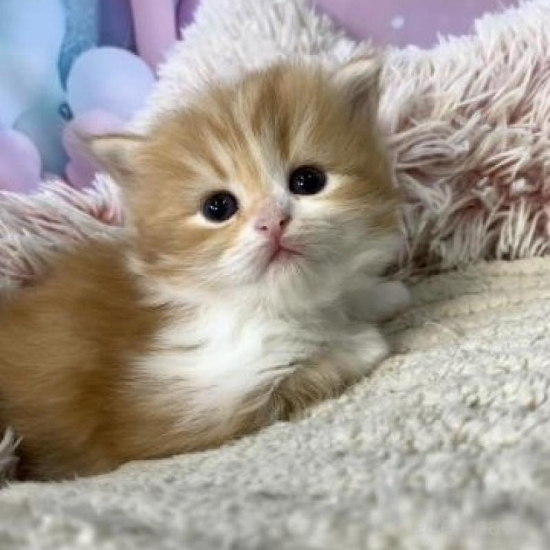 販売中の大阪府のスコティッシュフォールド-135599の4枚目