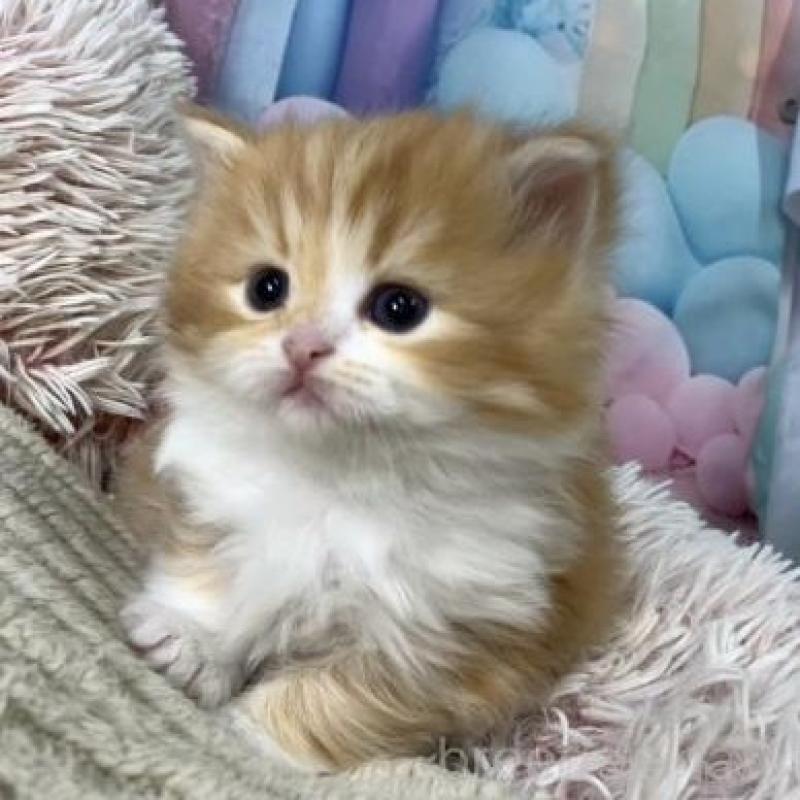 販売中の大阪府のスコティッシュフォールド-135599の3枚目