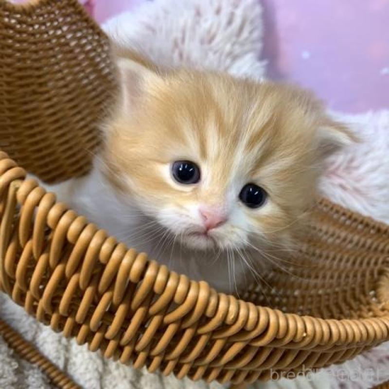 販売中の大阪府のスコティッシュフォールド-135599の2枚目