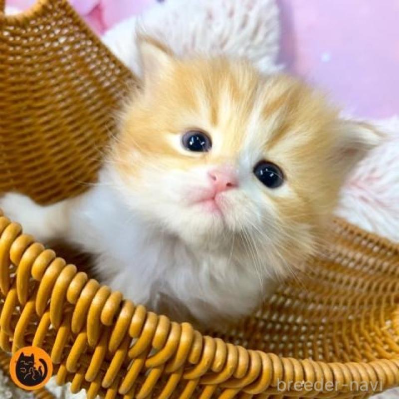 販売中の大阪府のスコティッシュフォールド-135599