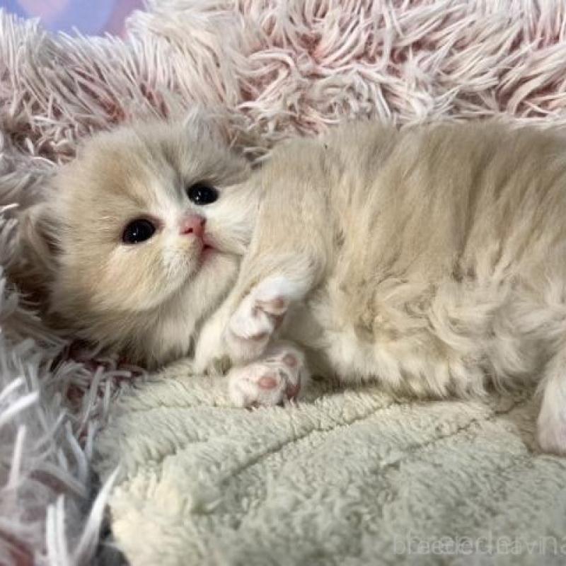 販売中の大阪府のマンチカン(短足)-135600の6枚目