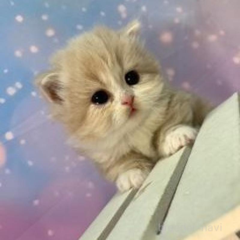 販売中の大阪府のマンチカン(短足)-135600の5枚目