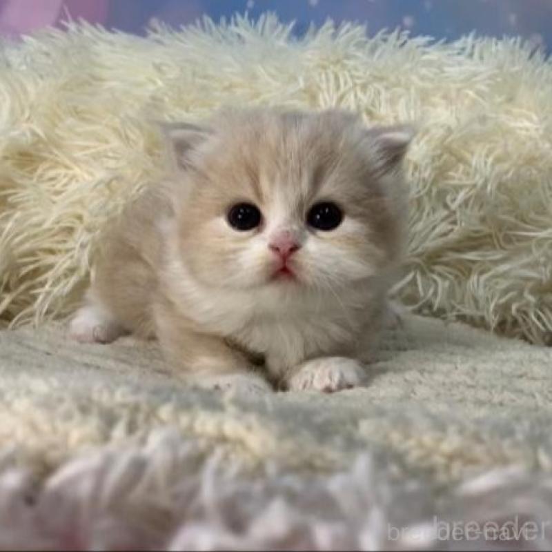 販売中の大阪府のマンチカン(短足)-135600の4枚目