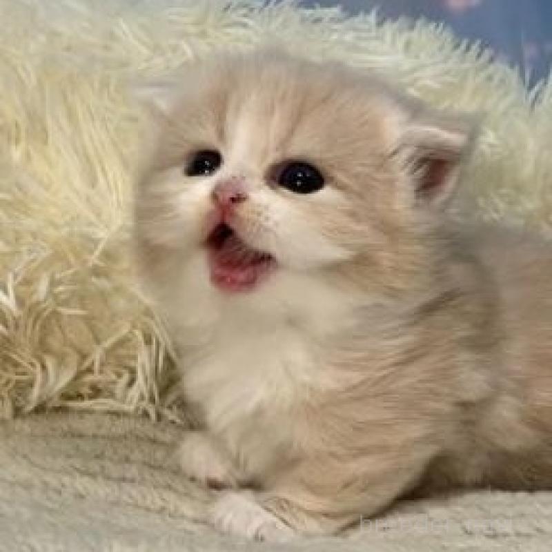 販売中の大阪府のマンチカン(短足)-135600の3枚目