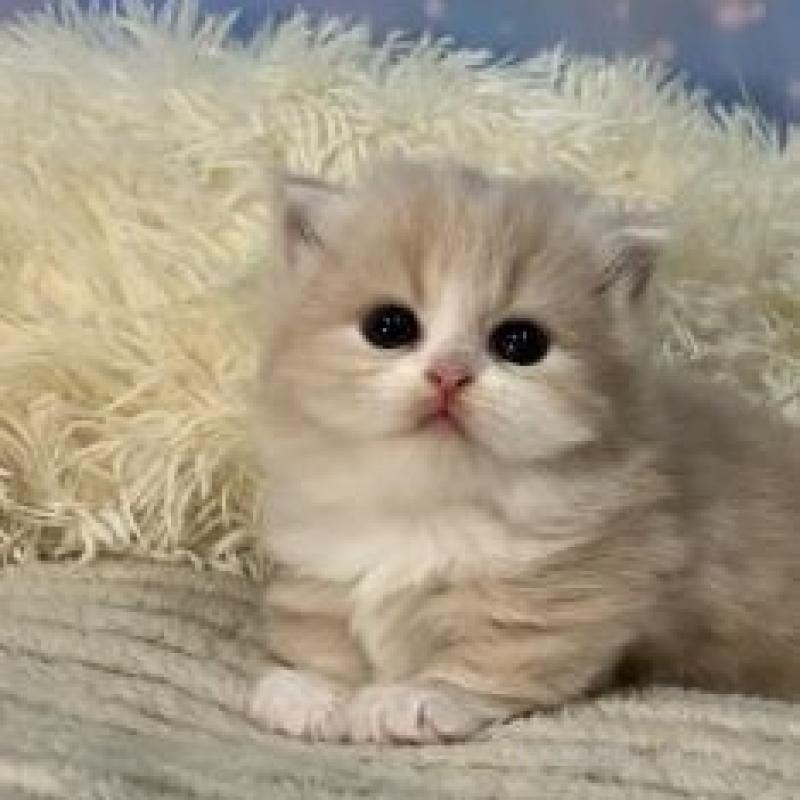 販売中の大阪府のマンチカン(短足)-135600の2枚目