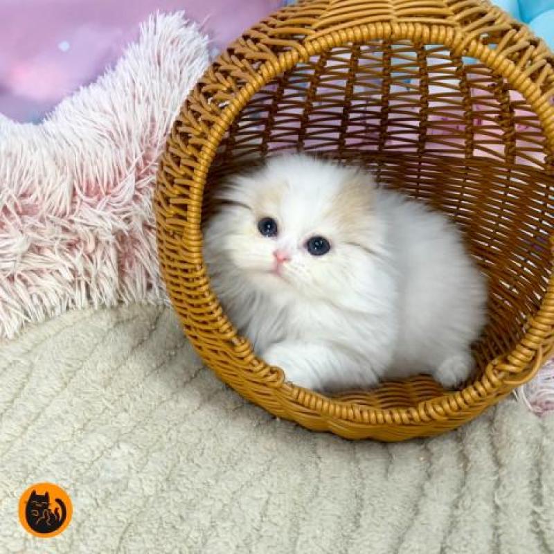 販売中の大阪府のスコティッシュフォールド(折れ耳)-135601