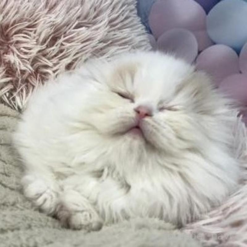 販売中の大阪府のスコティッシュフォールド(折れ耳)-135601の6枚目