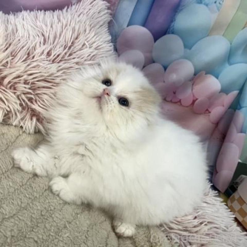 販売中の大阪府のスコティッシュフォールド(折れ耳)-135601の5枚目