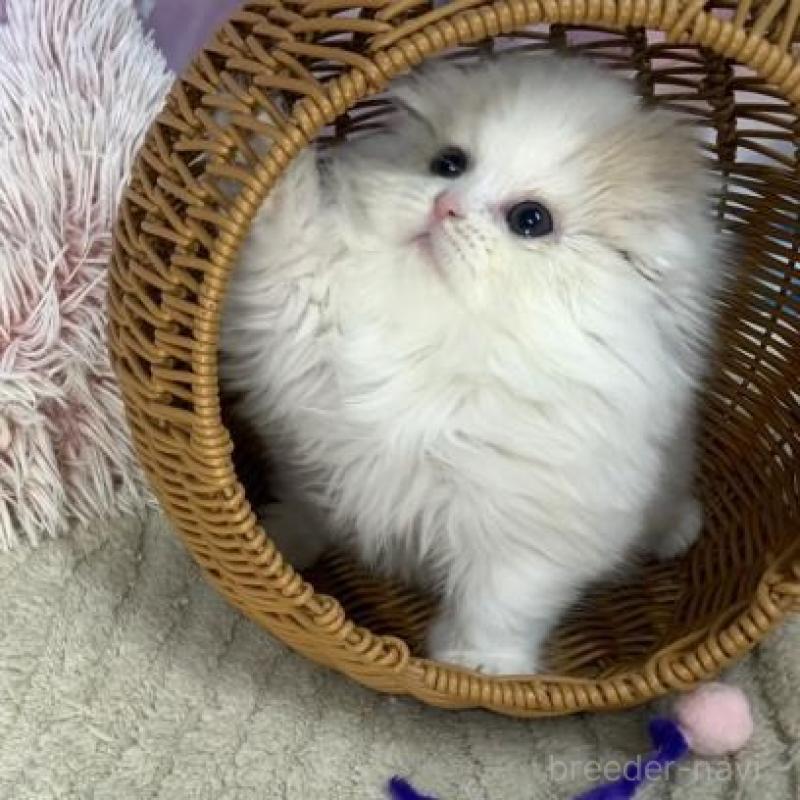 販売中の大阪府のスコティッシュフォールド(折れ耳)-135601の4枚目