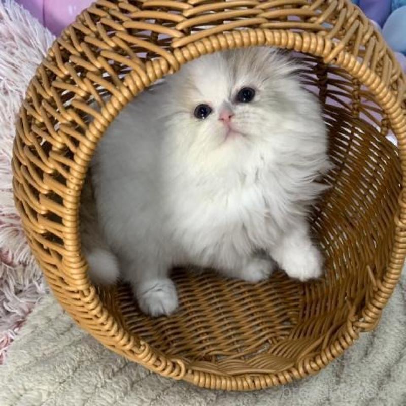 販売中の大阪府のスコティッシュフォールド(折れ耳)-135601の3枚目