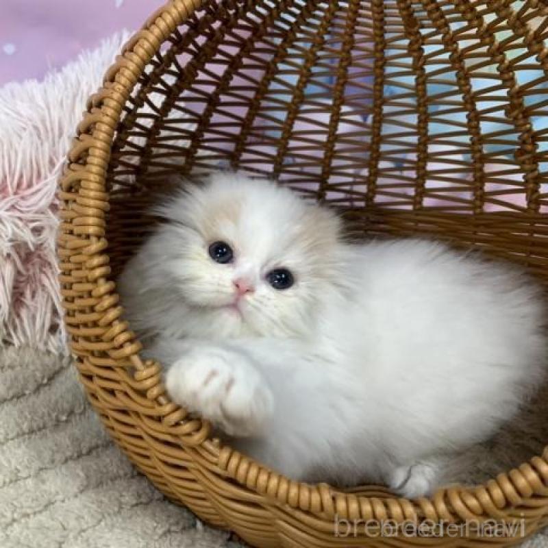 販売中の大阪府のスコティッシュフォールド(折れ耳)-135601の2枚目