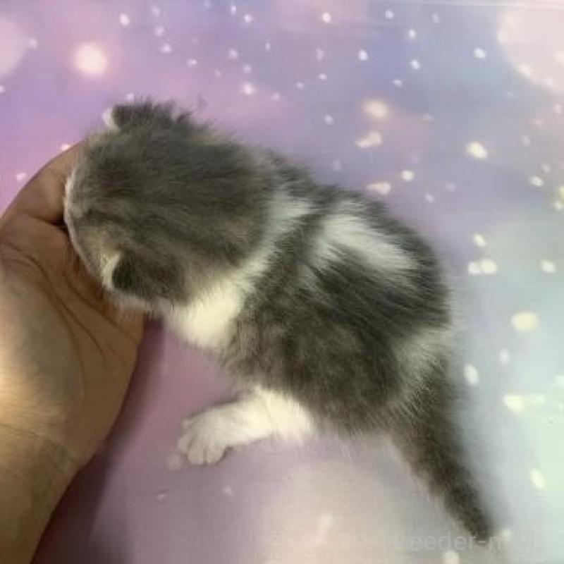 販売中の大阪府のマンチカン(短足)-135602の6枚目