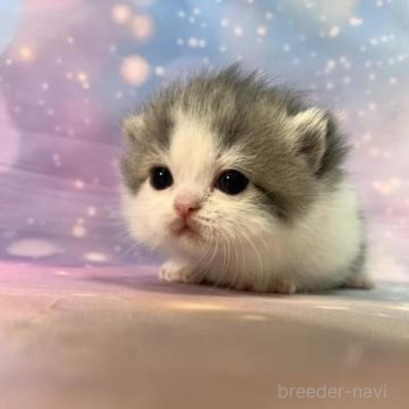 販売中の大阪府のマンチカン(短足)-135602の5枚目