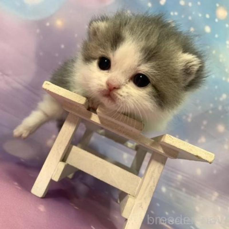 販売中の大阪府のマンチカン(短足)-135602の4枚目