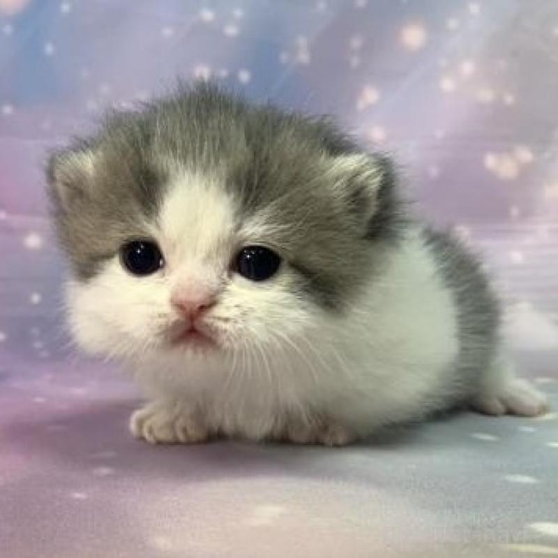 販売中の大阪府のマンチカン(短足)-135602の2枚目