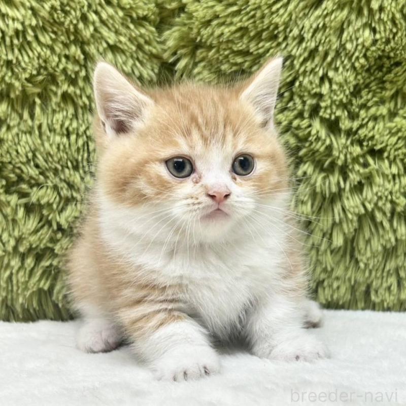 販売中の愛知県のマンチカン(短足)-135603の1枚目