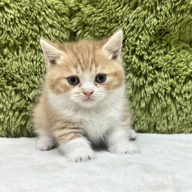 販売中の愛知県のマンチカン(短足)-135603の2枚目