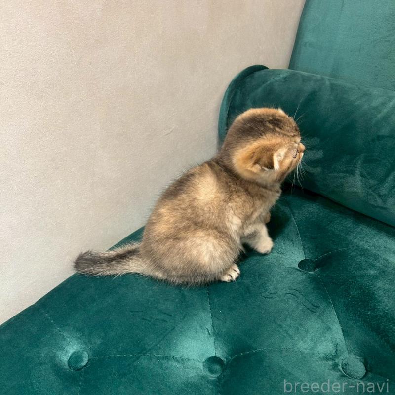販売中の千葉県のスコティッシュフォールド(折れ耳)-135605の2枚目
