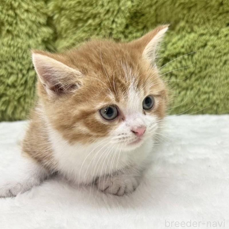 販売中の愛知県のマンチカン(短足)-135606の1枚目