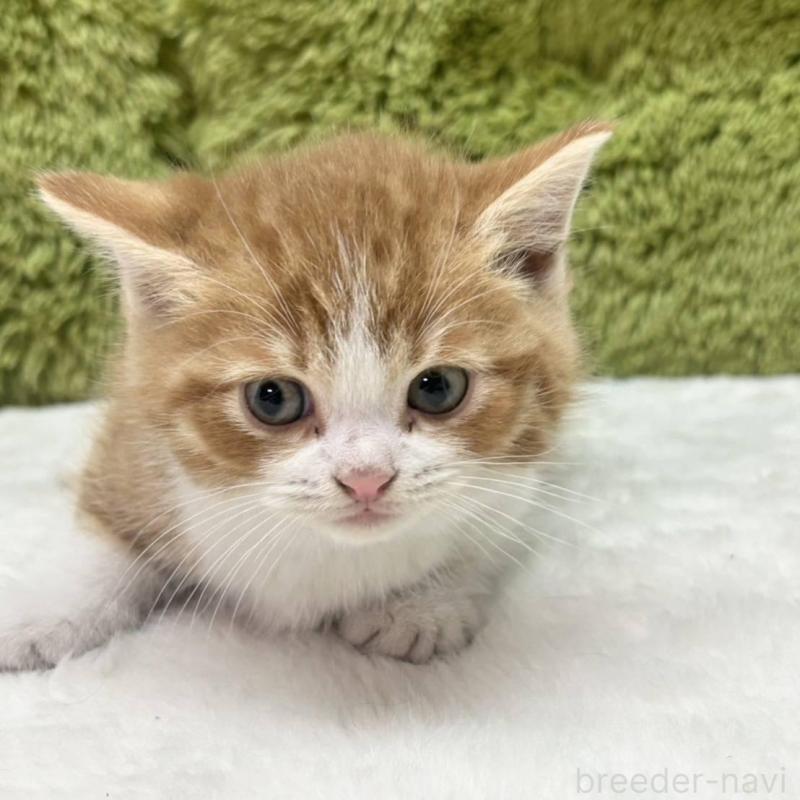 販売中の愛知県のマンチカン(短足)-135606の2枚目