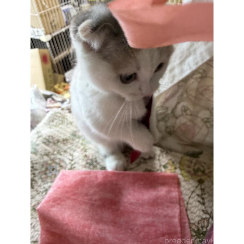 販売中の神奈川県のマンチカン(短足)-132870の9枚目