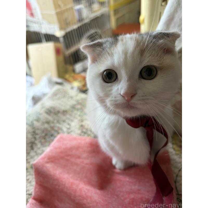 販売中の神奈川県のマンチカン(短足)-132870の8枚目