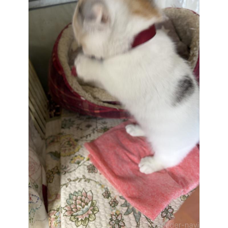 販売中の神奈川県のマンチカン(短足)-132870の7枚目