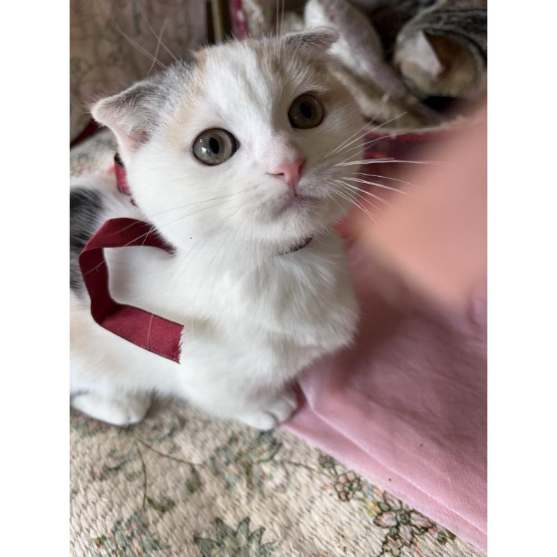 販売中の神奈川県のマンチカン(短足)-132870の6枚目