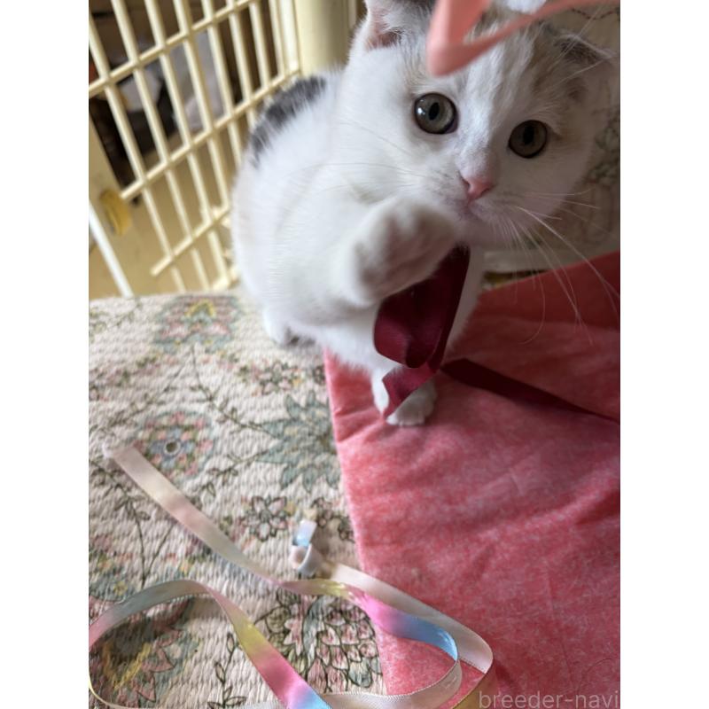 販売中の神奈川県のマンチカン(短足)-132870の5枚目