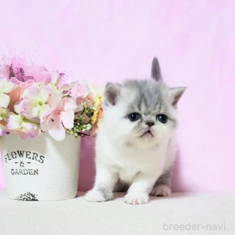 販売中の群馬県のエキゾチックショートヘア-135610の6枚目