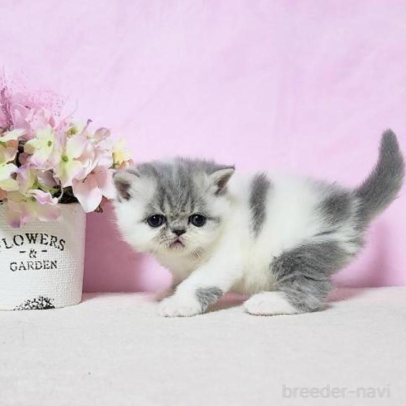 販売中の群馬県のエキゾチックショートヘア-135610の5枚目