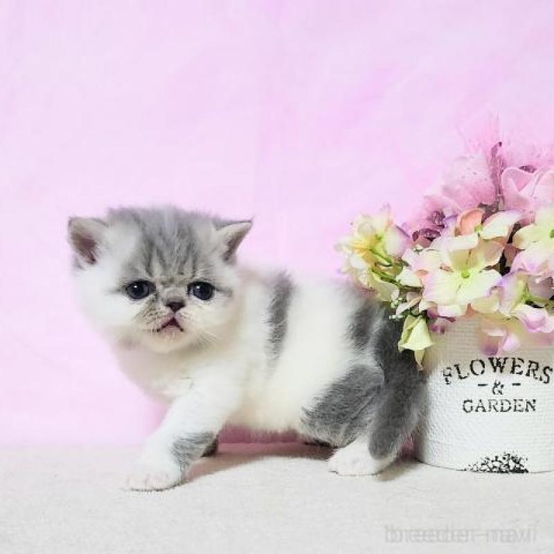 販売中の群馬県のエキゾチックショートヘア-135610の4枚目