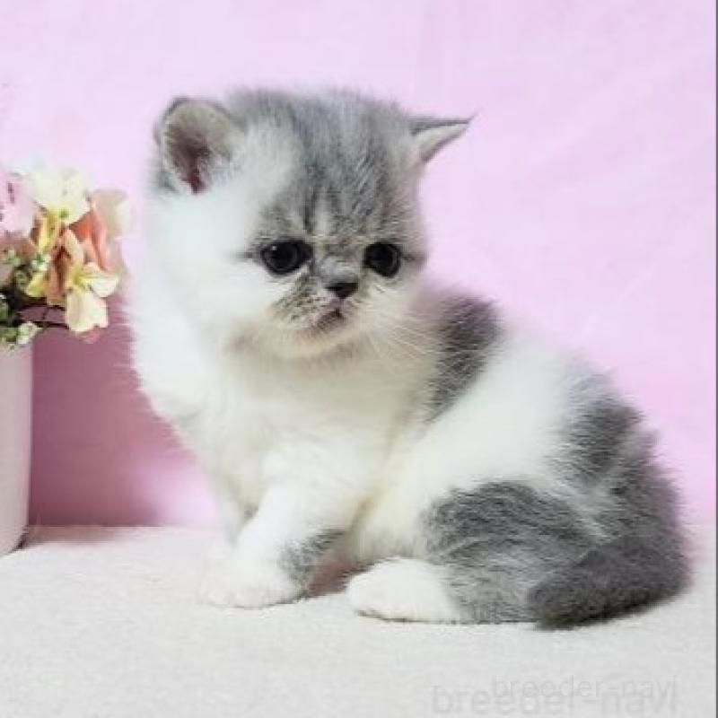 販売中の群馬県のエキゾチックショートヘア-135610