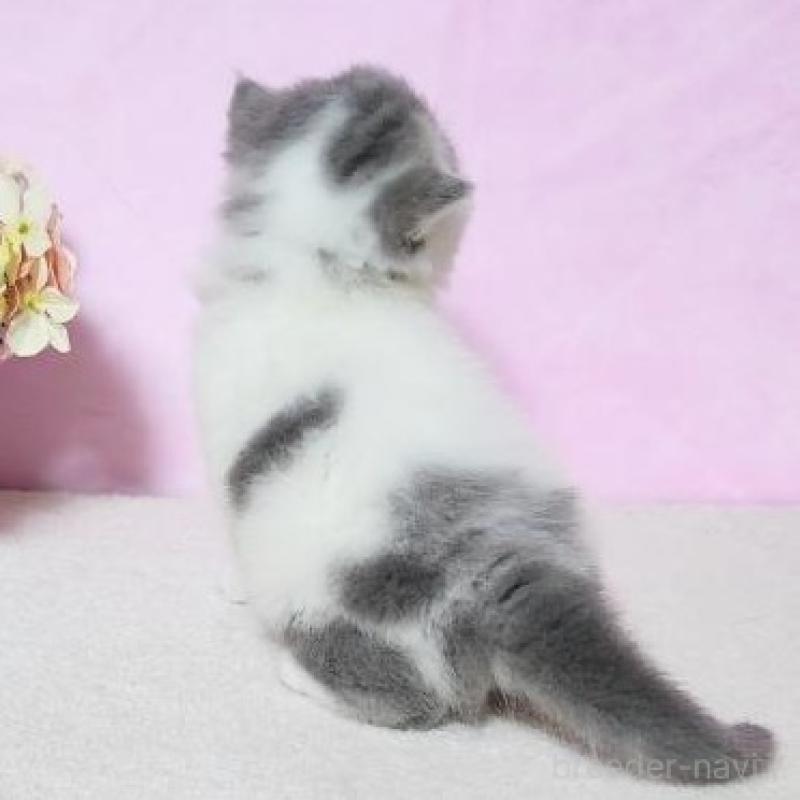 販売中の群馬県のエキゾチックショートヘア-135610の2枚目