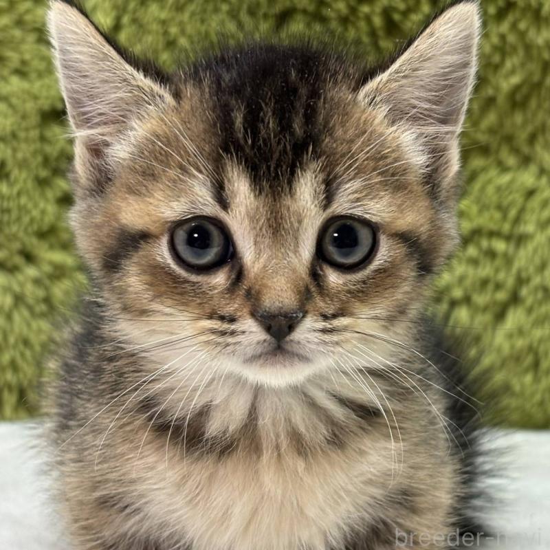 販売中の愛知県のマンチカン(短足)-135611の1枚目