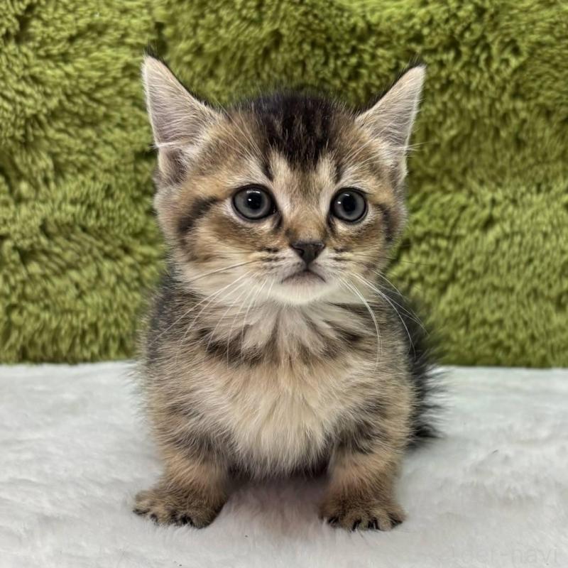 販売中の愛知県のマンチカン(短足)-135611の2枚目