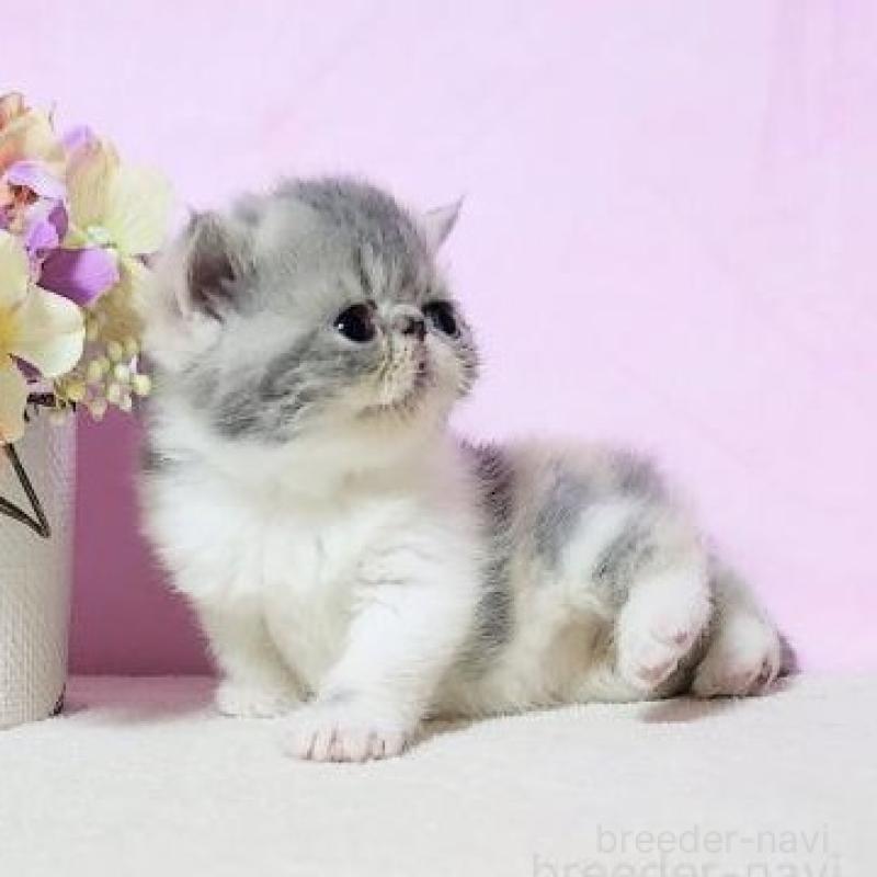 販売中の群馬県のエキゾチックショートヘア-135612の5枚目