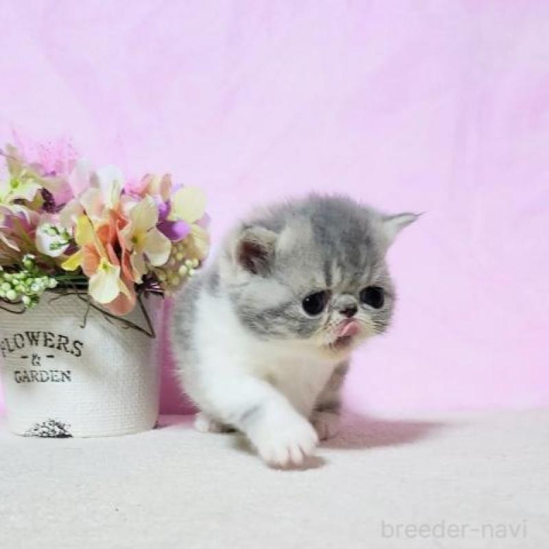 販売中の群馬県のエキゾチックショートヘア-135612の4枚目