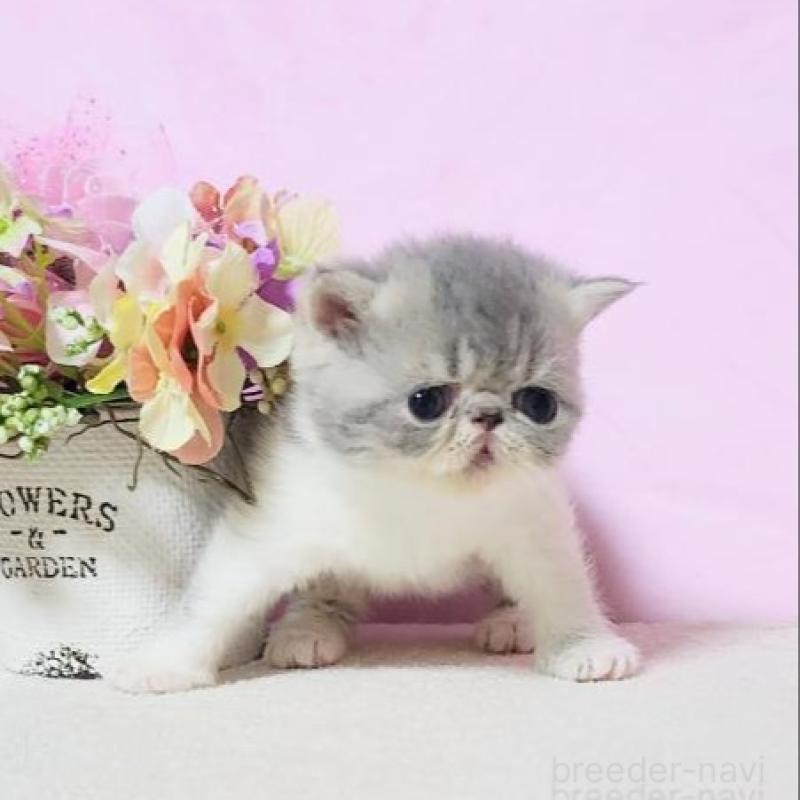 販売中の群馬県のエキゾチックショートヘア-135612の2枚目