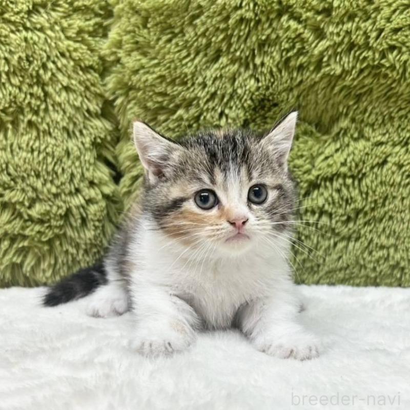 販売中の愛知県のマンチカン(短足)-135613の2枚目