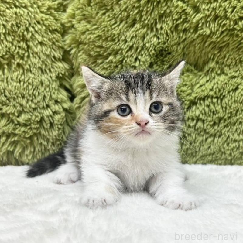 販売中の愛知県のマンチカン(短足)-135613の1枚目