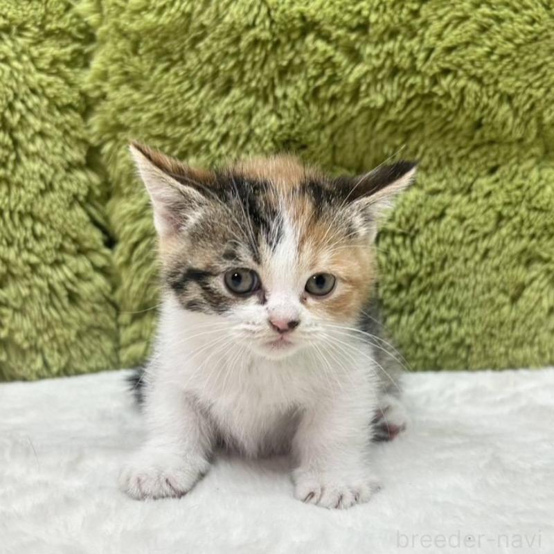 販売中の愛知県のマンチカン(短足)-135614の2枚目