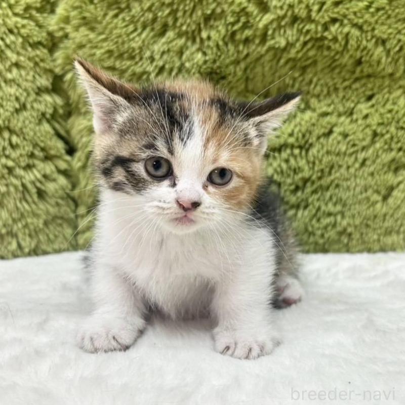 販売中の愛知県のマンチカン(短足)-135614の1枚目