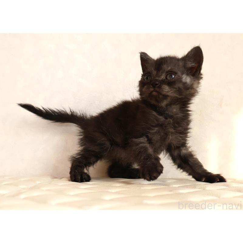 販売中の静岡県のセルカークレックス-134431の12枚目