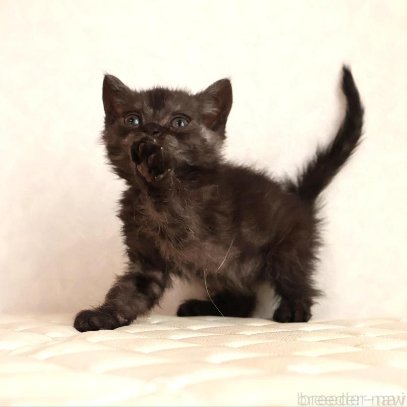 販売中の静岡県のセルカークレックス-134431の11枚目